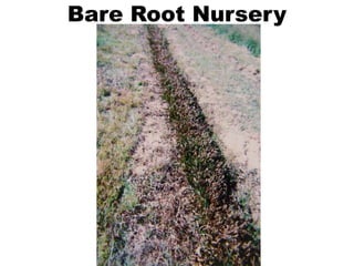 Bare Root Nursery
 