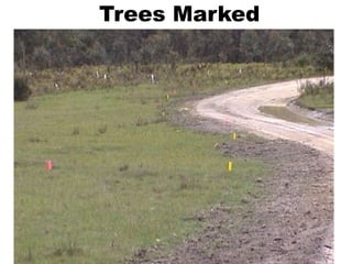 Trees Marked
 
