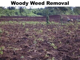 Woody Weed Removal
 