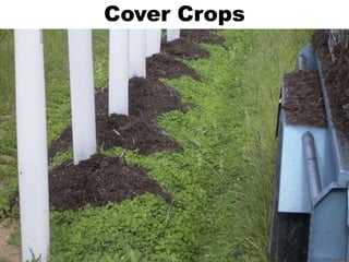 Cover Crops
 