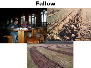 Fallow
 