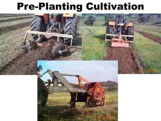 Pre-Planting Cultivation
 