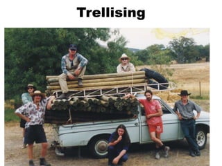 Trellising
 
