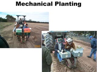 Mechanical Planting
 