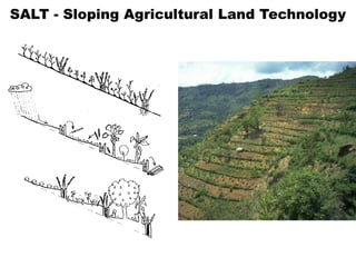SALT - Sloping Agricultural Land Technology
 