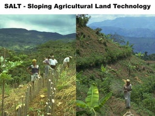 SALT - Sloping Agricultural Land Technology
 