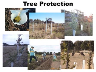 Tree Protection
 