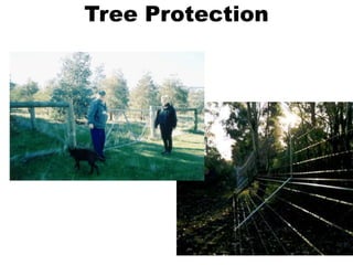 Tree Protection
 