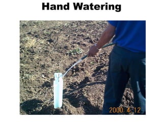 Hand Watering
 