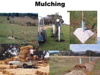 Mulching
 