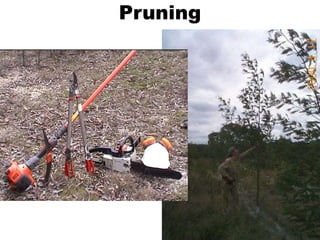 Pruning
 