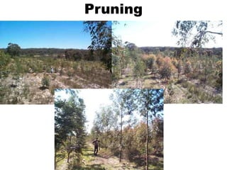 Pruning
 