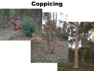 Coppicing
 