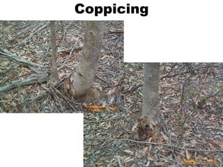 Coppicing
 