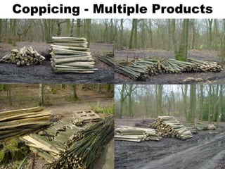 Coppicing - Multiple Products
 
