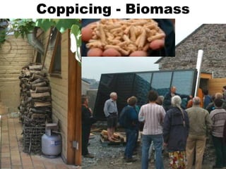Coppicing - Biomass
 
