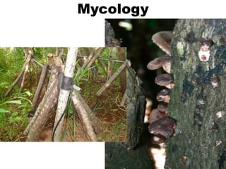 Mycology
 