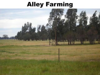Alley Farming
 