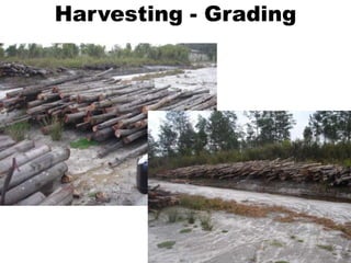 Harvesting - Grading
 