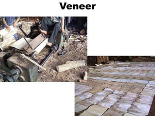 Veneer
 