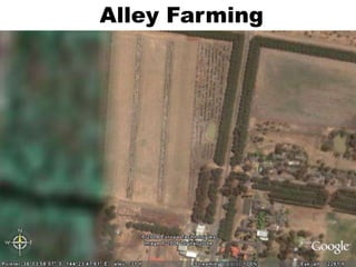 Alley Farming
 