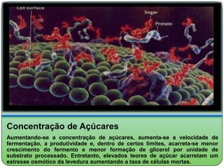 Concentração de Açúcares
Aumentando-se a concentração de açúcares, aumenta-se a velocidade de
fermentação, a produtividade e, dentro de certos limites, acarreta-se menor
crescimento do fermento e menor formação de glicerol por unidade de
substrato processado. Entretanto, elevados teores de açúcar acarretam um
estresse osmótico da levedura aumentando a taxa de células mortas.
 