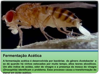 Fermentação Acética
A fermentação acética é desenvolvida por bactérias do gênero Acetobacter e
se dá quando há vinhos estocados por muito tempo, altos teores alcoólicos.
Um alto índice de acidez, odor de vinagre e a presença da mosca do vinagre
(Drosophila) identificam o problema. Esse processo causa a transformação do
etanol em ácido acético.
 