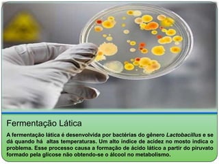 Fermentação Lática
A fermentação lática é desenvolvida por bactérias do gênero Lactobacillus e se
dá quando há altas temperaturas. Um alto índice de acidez no mosto indica o
problema. Esse processo causa a formação de ácido lático a partir do piruvato
formado pela glicose não obtendo-se o álcool no metabolismo.
 
