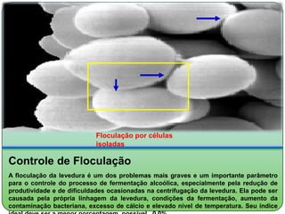 Floculação por células
                           isoladas

Controle de Floculação
A floculação da levedura é um dos problemas mais graves e um importante parâmetro
para o controle do processo de fermentação alcoólica, especialmente pela redução de
produtividade e de dificuldades ocasionadas na centrifugação da levedura. Ela pode ser
causada pela própria linhagem da levedura, condições da fermentação, aumento da
contaminação bacteriana, excesso de cálcio e elevado nível de temperatura. Seu índice
 