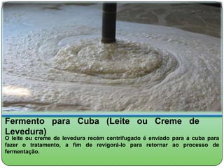 Fermento para Cuba (Leite ou Creme de
Levedura)
O leite ou creme de levedura recém centrifugado é enviado para a cuba para
fazer o tratamento, a fim de revigorá-lo para retornar ao processo de
fermentação.
 