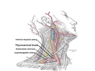 Triangles of Neck | PPTX