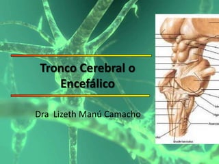 Tronco Cerebral o
    Encefálico

Dra Lizeth Manú Camacho
 