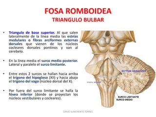 FOSA ROMBOIDEA
TRIANGULO BULBAR
• Triangulo de base superior. Al que salen
lateralmente de la línea media las estrías
medulares o fibras arciformes externas
dorsales que vienen de los núcleos
cocleares dorsales pontinos y van al
cerebelo.
• En la línea media el surco medio posterior.
Lateral y paralelo el surco limitante.
• Entre estos 2 surcos se hallan hacia arriba
el trígono del hipogloso (XII) y hacia abajo
el trígono del vago (núcleo dorsal del X).
• Por fuera del surco limitante se halla la
fóvea inferior (donde se proyectan los
núcleos vestibulares y cocleares).
DAVID SUMERENTE TORRES
 