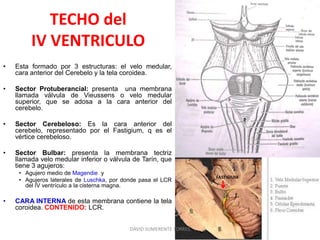 TECHO del
IV VENTRICULO
• Esta formado por 3 estructuras: el velo medular,
cara anterior del Cerebelo y la tela coroidea.
• Sector Protuberancial: presenta una membrana
llamada válvula de Vieussens o velo medular
superior, que se adosa a la cara anterior del
cerebelo.
• Sector Cerebeloso: Es la cara anterior del
cerebelo, representado por el Fastigium, q es el
vértice cerebeloso.
• Sector Bulbar: presenta la membrana tectriz
llamada velo medular inferior o válvula de Tarín, que
tiene 3 agujeros:
• Agujero medio de Magendie y
• Agujeros laterales de Luschka, por donde pasa el LCR
del IV ventrículo a la cisterna magna.
• CARA INTERNA de esta membrana contiene la tela
coroidea. CONTENIDO: LCR.
FASTIGIUM
DAVID SUMERENTE TORRES
 