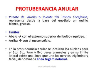 PROTUBERANCIA ANULAR
• Puente de Varolio o Puente del Tronco Encefálico,
representa desde la base del encéfalo un rodillo
blanco, grueso.
• Limites:
• Abajo  con el extremo superior del bulbo raquídeo.
• Arriba  con el mesencéfalo.
• En la protuberancia anular se localizan los núcleos para
el 5to, 6to, 7mo y 8vo pares craneales y en su límite
lateral existe una línea que une los nervios trigémino y
facial, denominada línea trigéminofacial.
DAVID SUMERENTE TORRES
 
