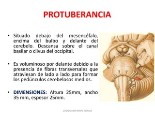 PROTUBERANCIA
• Situado debajo del mesencéfalo,
encima del bulbo y delante del
cerebelo. Descansa sobre el canal
basilar o clivus del occipital.
• Es voluminoso por delante debido a la
presencia de fibras transversales que
atraviesan de lado a lado para formar
los pedúnculos cerebelosos medios.
• DIMENSIONES: Altura 25mm, ancho
35 mm, espesor 25mm.
DAVID SUMERENTE TORRES
 