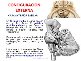 CONFIGURACION
EXTERNA
CARA ANTERIOR BASILAR
• En la línea media el surco basilar
(21), a los lados 2 rodetes
protuberanciales y por fuera la
emergencia de la raíz superior
motora e inferior sensitiva del
Trigémino (5).
• Descansa sobre el canal basilar del
occipital, por intermedio de las
meninges, el tronco basilar y el
LCR.
• Los rodetes representan las fibras
transversales pontocerebelosas,
que lateralmente se muestran como
los pedúnculos cerebelosos medios
(22/10).
DAVID SUMERENTE TORRES
 