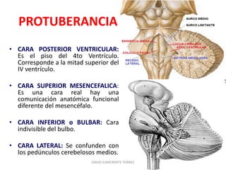 PROTUBERANCIA
• CARA POSTERIOR VENTRICULAR:
Es el piso del 4to Ventrículo.
Corresponde a la mitad superior del
IV ventrículo.
• CARA SUPERIOR MESENCEFALICA:
Es una cara real hay una
comunicación anatómica funcional
diferente del mesencéfalo.
• CARA INFERIOR o BULBAR: Cara
indivisible del bulbo.
• CARA LATERAL: Se confunden con
los pedúnculos cerebelosos medios.
DAVID SUMERENTE TORRES
 
