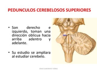 PEDUNCULOS CEREBELOSOS SUPERIORES
• Son derecho e
izquierdo, toman una
dirección oblicua hacia
arriba adentro y
adelante.
• Su estudio se ampliara
al estudiar cerebelo.
DAVID SUMERENTE TORRES
PCS
 