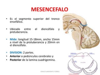 MESENCEFALO
• Es el segmento superior del tronco
encefálico.
• Ubicado entre el diencéfalo y
protuberancia.
• Mide: longitud 15-18mm, ancho 15mm
a nivel de la protuberancia y 20mm en
el diencéfalo.
• DIVISION: 2 partes.
• Anterior o pedúnculos cerebrales y
• Posterior de la lamina cuadrigemina.
DAVID SUMERENTE TORRES
 