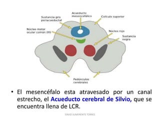 • El mesencéfalo esta atravesado por un canal
estrecho, el Acueducto cerebral de Silvio, que se
encuentra llena de LCR.
DAVID SUMERENTE TORRES
 