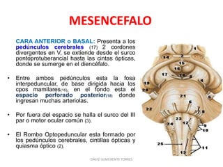 MESENCEFALO
CARA ANTERIOR o BASAL: Presenta a los
pedúnculos cerebrales (17) 2 cordones
divergentes en V, se extiende desde el surco
pontoprotuberancial hasta las cintas ópticas,
donde se sumerge en el diencéfalo.
• Entre ambos pedúnculos esta la fosa
interpeduncular, de base dirigida hacia los
cpos mamilares(16), en el fondo esta el
espacio perforado posterior(18) donde
ingresan muchas arteriolas.
• Por fuera del espacio se halla el surco del III
par o motor ocular común (3).
• El Rombo Optopeduncular esta formado por
los pedúnculos cerebrales, cintillas ópticas y
quiasma óptico (2).
DAVID SUMERENTE TORRES
 