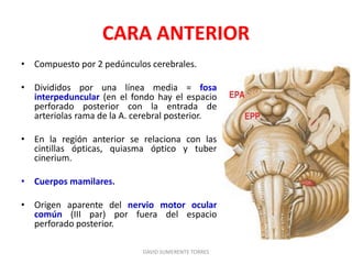 CARA ANTERIOR
• Compuesto por 2 pedúnculos cerebrales.
• Divididos por una línea media = fosa
interpeduncular (en el fondo hay el espacio
perforado posterior con la entrada de
arteriolas rama de la A. cerebral posterior.
• En la región anterior se relaciona con las
cintillas ópticas, quiasma óptico y tuber
cinerium.
• Cuerpos mamilares.
• Origen aparente del nervio motor ocular
común (III par) por fuera del espacio
perforado posterior.
DAVID SUMERENTE TORRES
 
