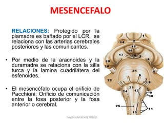 MESENCEFALO
RELACIONES: Protegido por la
piamadre es bañado por el LCR, se
relaciona con las arterias cerebrales
posteriores y las comunicantes.
• Por medio de la aracnoides y la
duramadre se relaciona con la silla
turca y la lamina cuadrilátera del
esfenoides.
• El mesencéfalo ocupa el orificio de
Pacchioni: Orificio de comunicación
entre la fosa posterior y la fosa
anterior o cerebral.
DAVID SUMERENTE TORRES
 