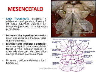 MESENCEFALO
• CARA POSTERIOR: Presenta 4
tubérculos cuadrigeminos, 2 sup y 2
inf. Cada tubérculo extiende sus
brazos conjuntivales hasta los cpos
geniculados.
• Los tubérculos superiores o anterior
dejan una depresión triangular para
la glándula pineal.
• Los tubérculos inferiores o posterior
dejan un espacio para la membrana
tectriz o velo medular superior o
válvula de Vieussens, de cuyos lados
emerge el nervio patético o IV par.
• Un surco cruciforme delimita a los 4
tubérculos.
DAVID SUMERENTE TORRES
 