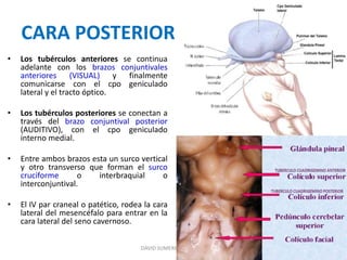 CARA POSTERIOR
• Los tubérculos anteriores se continua
adelante con los brazos conjuntivales
anteriores (VISUAL) y finalmente
comunicarse con el cpo geniculado
lateral y el tracto óptico.
• Los tubérculos posteriores se conectan a
través del brazo conjuntival posterior
(AUDITIVO), con el cpo geniculado
interno medial.
• Entre ambos brazos esta un surco vertical
y otro transverso que forman el surco
cruciforme o interbraquial o
interconjuntival.
• El IV par craneal o patético, rodea la cara
lateral del mesencéfalo para entrar en la
cara lateral del seno cavernoso.
DAVID SUMERENTE TORRES
 