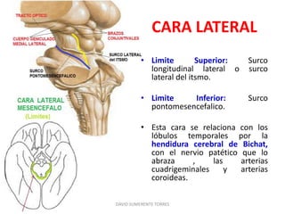 CARA LATERAL
• Limite Superior: Surco
longitudinal lateral o surco
lateral del itsmo.
• Limite Inferior: Surco
pontomesencefalico.
• Esta cara se relaciona con los
lóbulos temporales por la
hendidura cerebral de Bichat,
con el nervio patético que lo
abraza , las arterias
cuadrigeminales y arterias
coroideas.
DAVID SUMERENTE TORRES
 