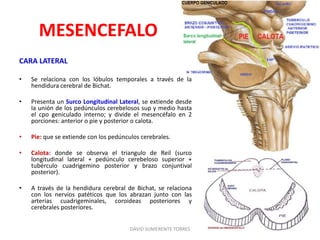 MESENCEFALO
CARA LATERAL
• Se relaciona con los lóbulos temporales a través de la
hendidura cerebral de Bichat.
• Presenta un Surco Longitudinal Lateral, se extiende desde
la unión de los pedúnculos cerebelosos sup y medio hasta
el cpo geniculado interno; y divide el mesencéfalo en 2
porciones: anterior o pie y posterior o calota.
• Pie: que se extiende con los pedúnculos cerebrales.
• Calota: donde se observa el triangulo de Reil (surco
longitudinal lateral + pedúnculo cerebeloso superior +
tubérculo cuadrigemino posterior y brazo conjuntival
posterior).
• A través de la hendidura cerebral de Bichat, se relaciona
con los nervios patéticos que los abrazan junto con las
arterias cuadrigeminales, coroideas posteriores y
cerebrales posteriores.
DAVID SUMERENTE TORRES
 