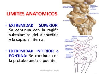 LIMITES ANATOMICOS
• EXTREMIDAD SUPERIOR:
Se continua con la región
subtalamica del diencéfalo
y la capsula interna.
• EXTREMIDAD INFERIOR o
PONTINA: Se continua con
la protuberancia o puente.
DAVID SUMERENTE TORRES
 