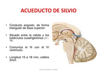ACUEDUCTO DE SILVIO
• Conducto angosto, de forma
triangular de base superior.
• Situado entre la calota y los
tubérculos cuadrigeminos (17 –
18).
• Comunica el III con el IV
ventrículo.
• Longitud 15 a 18 mm, calibre
2mm.
DAVID SUMERENTE TORRES
 